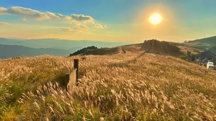 生石高原のススキの現在の状況（2024年11月11日時点）