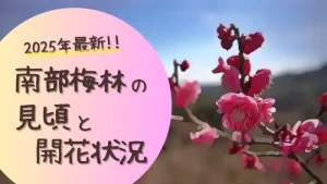 2025年最新!!南部梅林の見頃と開花状況