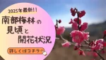 2025年最新!!南部梅林の見頃と開花状況