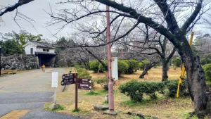 岡口門周辺の桜開花状況（3月4日）