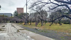 表坂周辺の桜開花状況（3月4日）