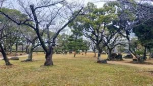 二の丸庭園の桜開花状況（3月4日）