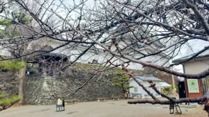 和歌山城の桜開花状況（3月4日）