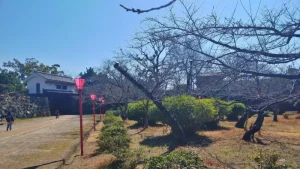 岡口門周辺の桜開花状況（3月10日）