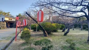 岡口門周辺の桜開花状況（3月14日）