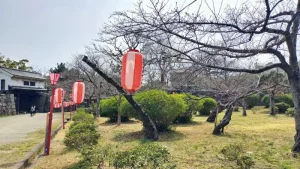 岡口門周辺の桜開花状況（3月24日）