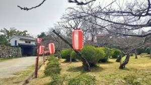 岡口門周辺の桜開花状況（3月25日）