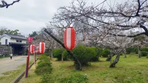 岡口門周辺の桜開花状況（3月28日）