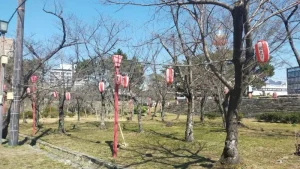 表坂周辺の桜開花状況（3月10日）