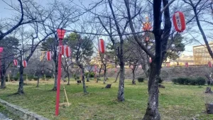 表坂周辺の桜開花状況（3月14日）
