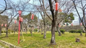 表坂周辺の桜開花状況（3月24日）