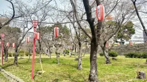 表坂周辺の桜開花状況（3月25日）