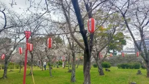 表坂周辺の桜開花状況（3月28日）