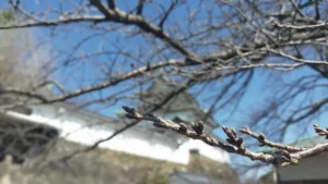 和歌山城の桜開花状況（3月10日）