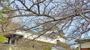 和歌山城の桜開花状況（3月24日）