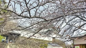 和歌山城の桜開花状況（3月25日）