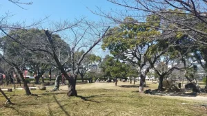 二の丸庭園の桜開花状況（3月10日）