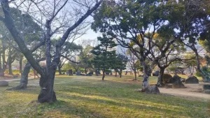 二の丸庭園の桜開花状況（3月14日）