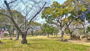 二の丸庭園の桜開花状況（3月24日）