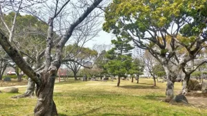 二の丸庭園の桜開花状況（3月25日）