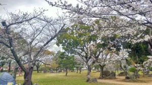 二の丸庭園の桜開花状況（3月28日）