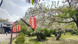 岡口門周辺の桜開花状況（4月11日）