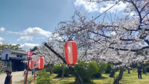 岡口門周辺の桜開花状況（4月3日）