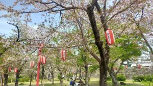 表坂周辺の桜開花状況（4月11日）