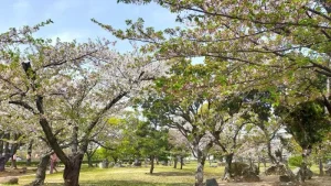 二の丸庭園の桜開花状況（4月11日）