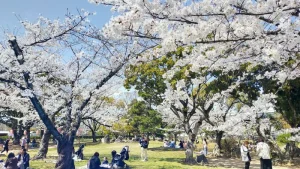 二の丸庭園の桜開花状況（4月3日）