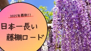 2025年最新開花情報!!みやまの里森林公園「日本一長い藤棚ロード」