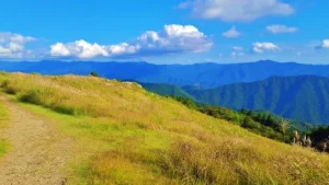 【生石高原】ススキの現在状況（2025年9月19日時点）