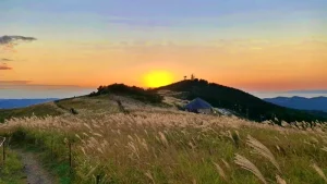 【生石高原】ススキの現在状況（2025年10月24日時点）