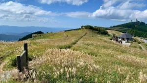 【生石高原】ススキの現在状況（2025年10月7日時点）