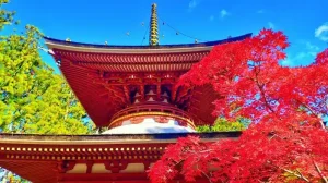 真っ赤な紅葉が美しい秋の高野山壇上伽藍の風景