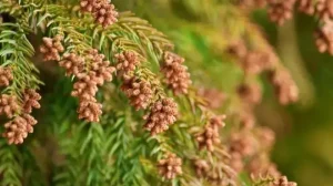 花粉症の原因となるスギ花粉