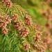 花粉症の原因となるスギ花粉