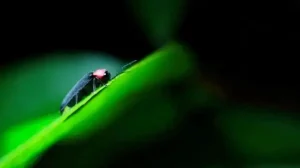 かつらぎ町ほたるの里のゲンジホタル